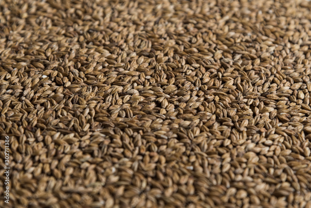 Malt, wheat grains for brewing. Malt background. Top view, flat lay Malt, wheat grains for brewing. Malt background. Top view, flat lay