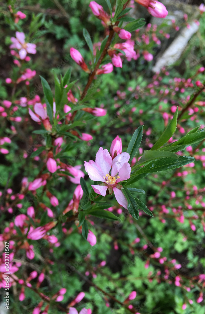 Obraz premium pink flowers in garden