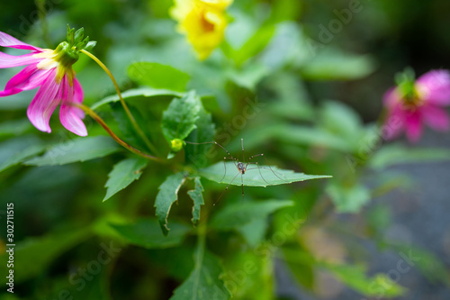 Spider haymaker on the leaves of a flower, an insect with very long legs photo