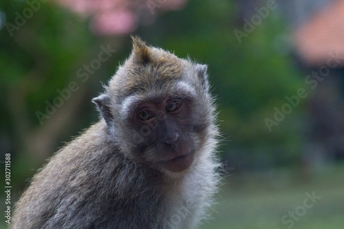 Balinese Monkey