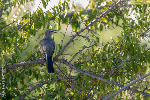 Mocking bird perched on a mesquite tree branch in Arizona photo