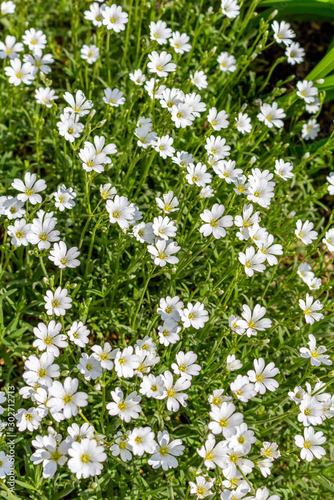 Small cute white flowers pattern in the garden Small cute white flowers pattern in the garden