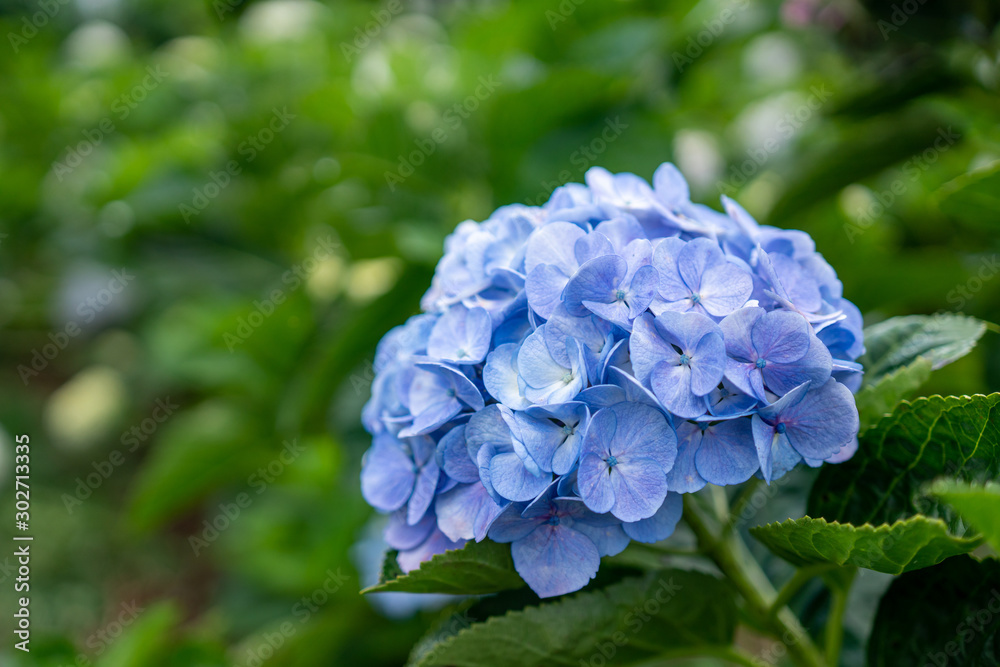 Purple blue Hydrangea flower (Hydrangea macrophylla) blooming in a garden. Purple blue Hydrangea flower (Hydrangea macrophylla) blooming in a garden.