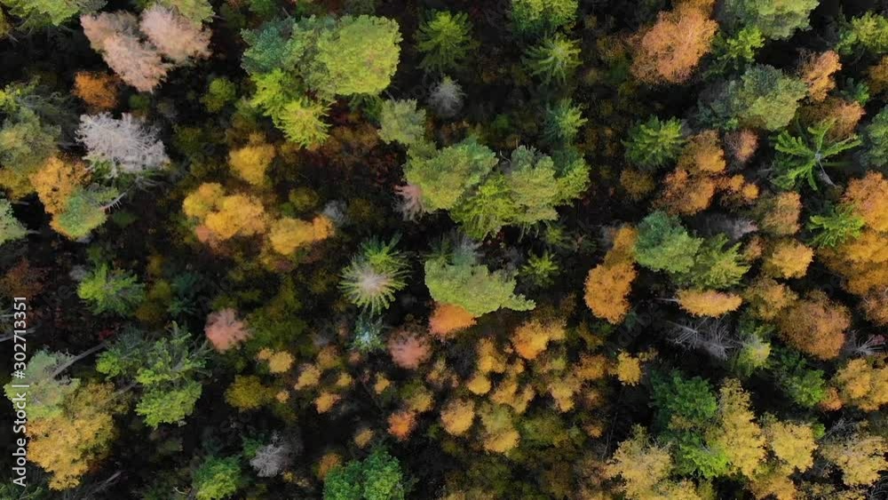Autumn Colourful Forest From Above, Captured with Drone. Fall Orange, Green, Yellow, Red Leaves Trees Woods. Aerial View Flying Above Stunning Colorful Treetops with Bright Leaves on Sunny Day. Autumn Colourful Forest From Above, Captured with Drone. Fall Orange, Green, Yellow, Red Leaves Trees Woods. Aerial View Flying Above Stunning Colorful Treetops with Bright Leaves on Sunny Day.