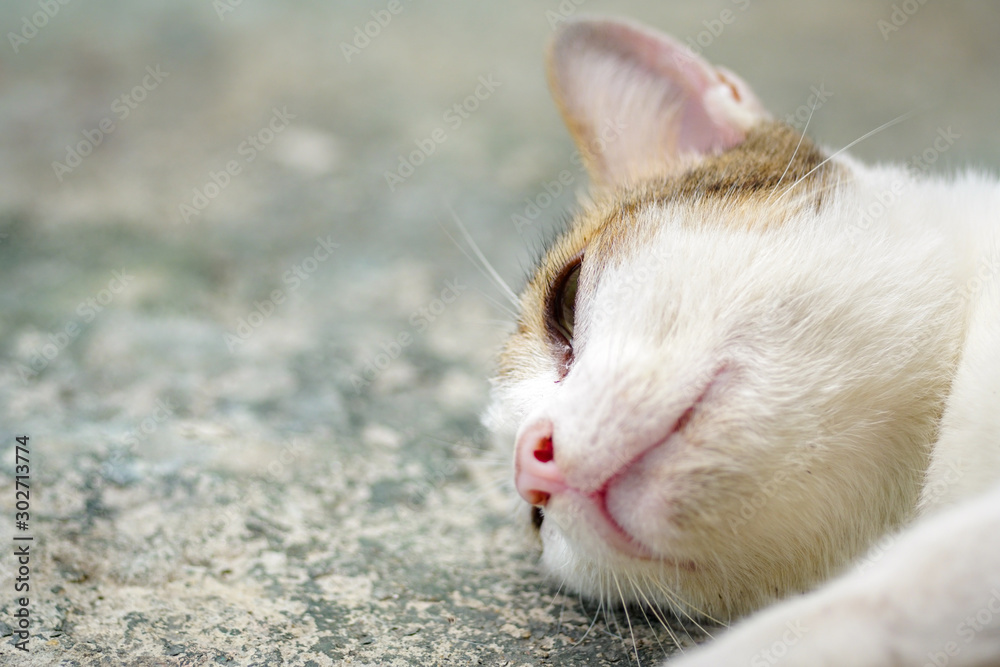 Sleeping cat thinking Thailand ,Close up Sleeping cat thinking Thailand ,Close up