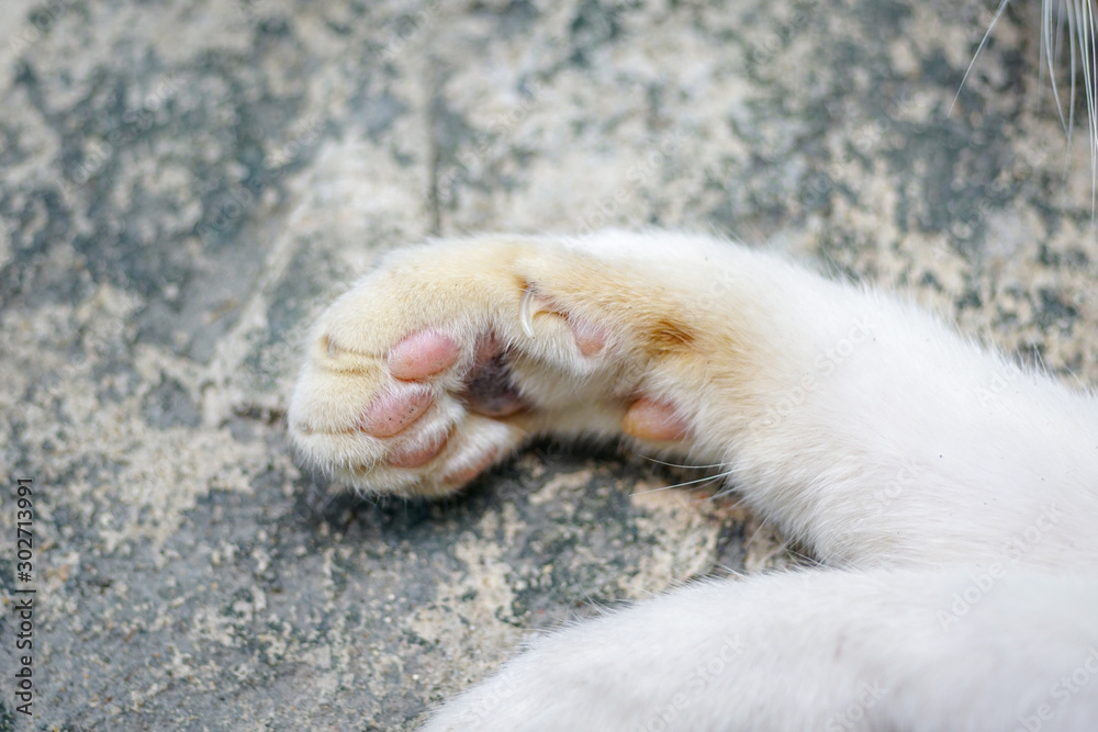 Close up White Cat's paws