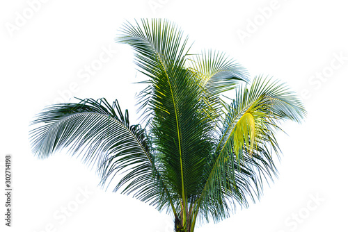 Coconut tree isolated on white background © moderngolf1984