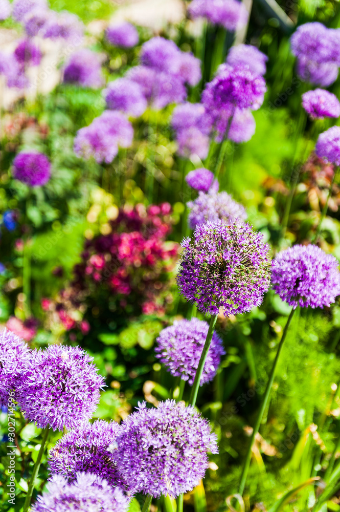 Purple Alliums growing in a garden shot with shallow depth of field Purple Alliums growing in a garden shot with shallow depth of field