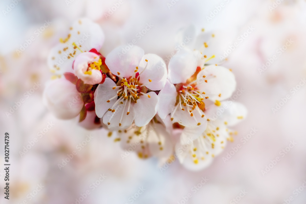 Delicate apricot flowers on a light blurred background_