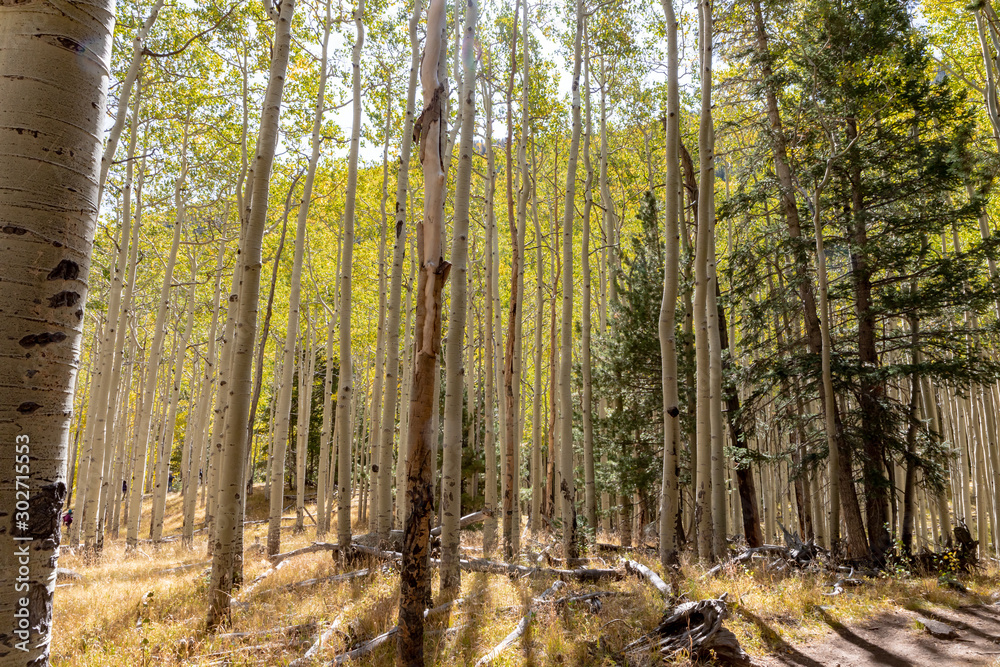 Obraz premium Locket Meadow near Flagstaff in the Fall with changing leaves