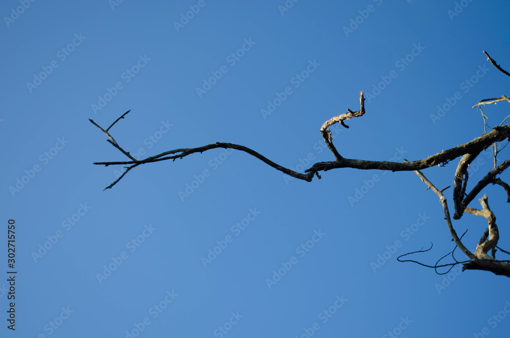 Dead tree isolated on blue sky background, Dead branches of a tree. Part of single old and dead tree on blue sky background.
