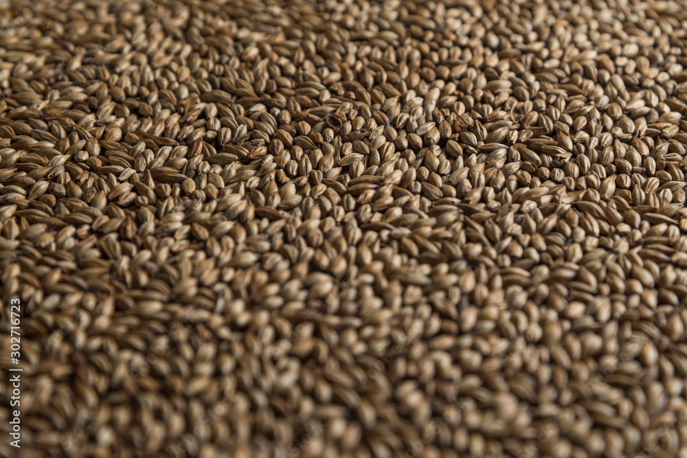 Malt, wheat grains for brewing. Malt background. Top view, flat lay Malt, wheat grains for brewing. Malt background. Top view, flat lay