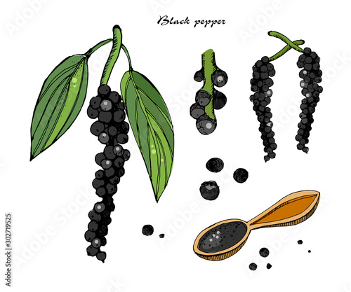 Black pepper vector illustration.Vintage ink hand drawn pepper, isolated on white background.Sprig of pepper with leaves, ground pepper.Botanical illustration.