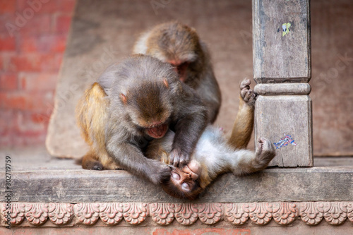 Monkey at the Swayambhunath temple or monkey temple in Kathmandu, Nepal photo