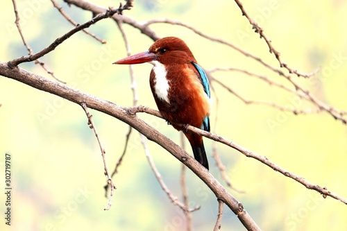 bird on a branch