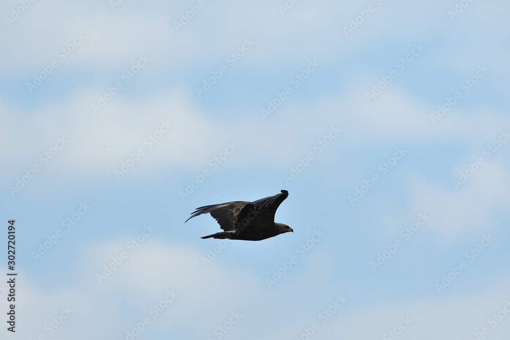 Common buzzard flying in the sky over the meadow Common buzzard flying in the sky over the meadow