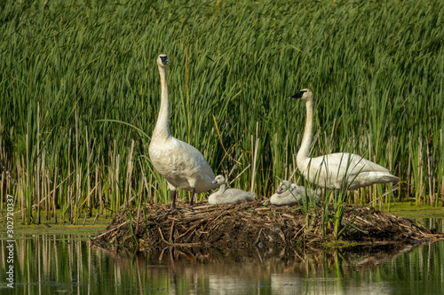 Fototapeta Naklejka Na Ścianę i Meble -  Trumpeter Swan on nest taken in central MN