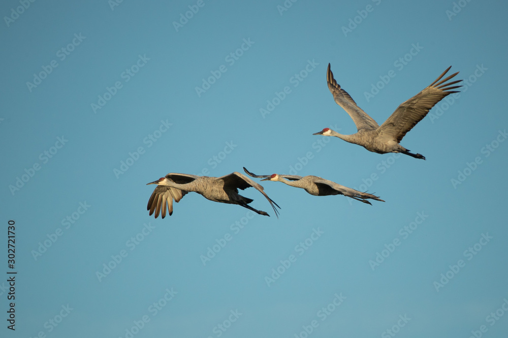 Fototapeta premium Sandhill Crane in flight taken in central Wisconsin