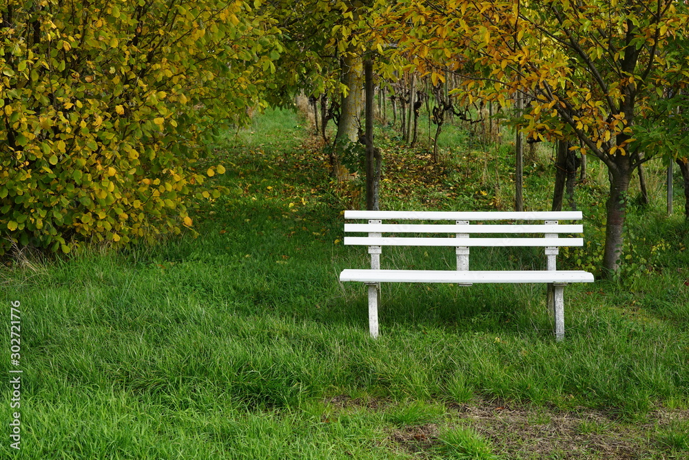 Weiße Sitzbank im Gras vor Bäumen und einem Weingarten