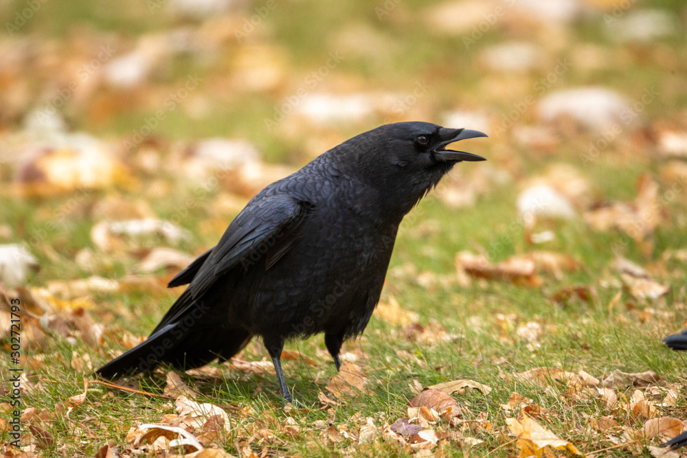 American Crow taken in central MN American Crow taken in central MN