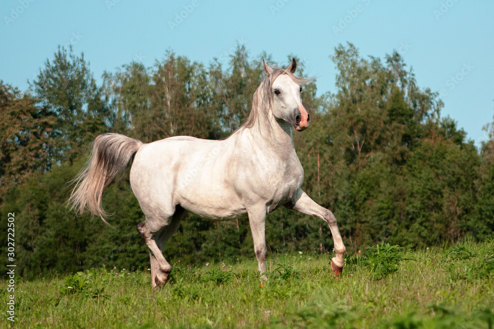 Light grey arabian breed horse running in trot in the green summer pasture. Animal in motion. Light grey arabian breed horse running in trot in the green summer pasture. Animal in motion.