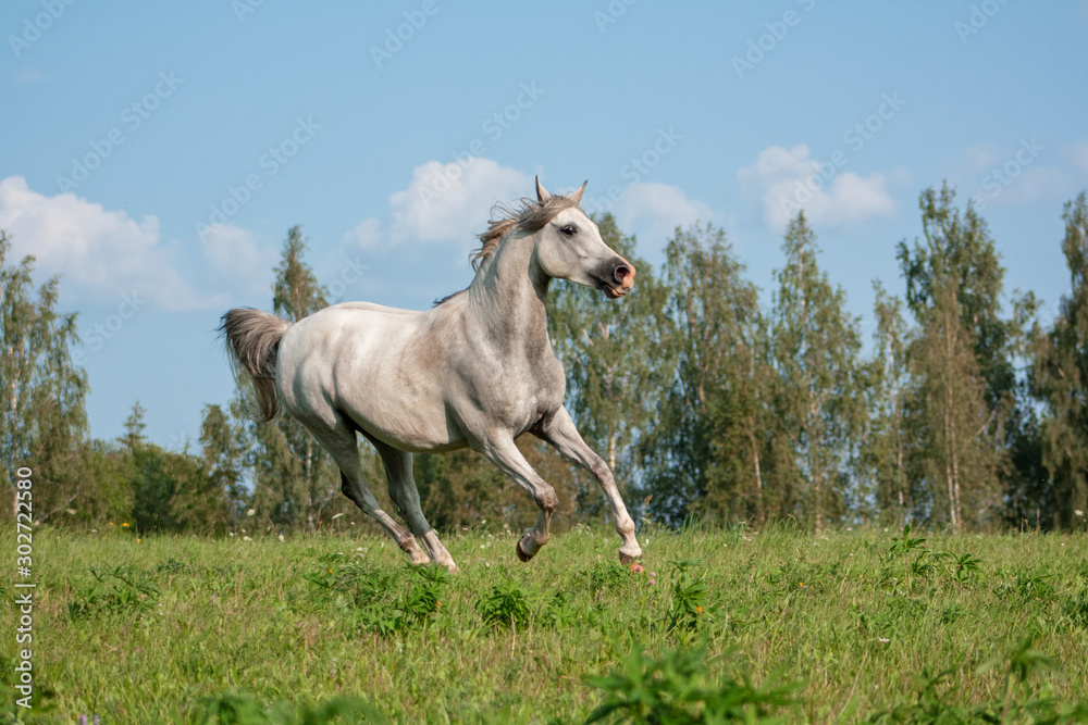 Light grey arabian breed horse running in gallop in the green summer pasture. Animal in motion.