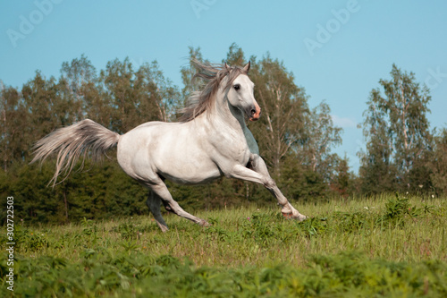 Light grey arabian breed horse running in gallop in the green summer pasture. Animal in motion.