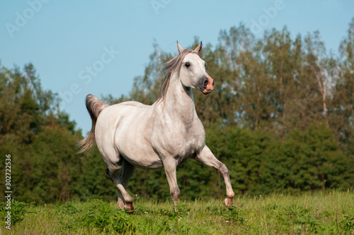 Light grey arabian breed horse running in trot in the green summer pasture. Animal in motion. © aurency