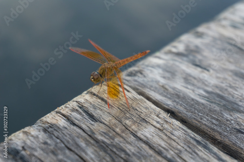 Amazing Flame Skimmer Orange Dragonfly Macro Photography. Beautiful Golden wing skimmer or darter or meadowhawks of the Libellulidae family. photo