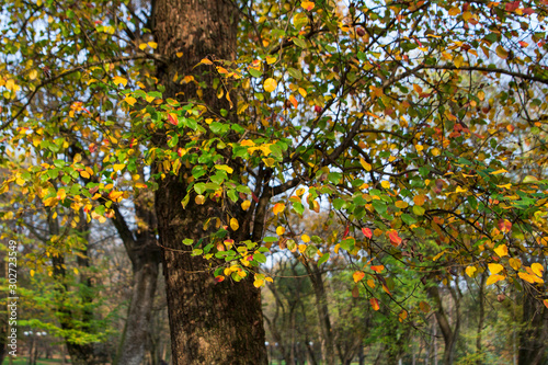 Autumn park. Alleys of the Park. Autumn in the city. Golden trees in the Park