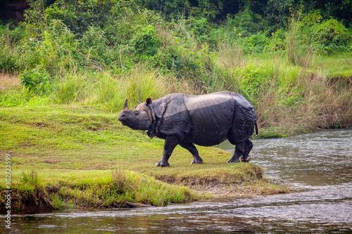 A wild Rhinoceros in the Chitwan national park, Nepal