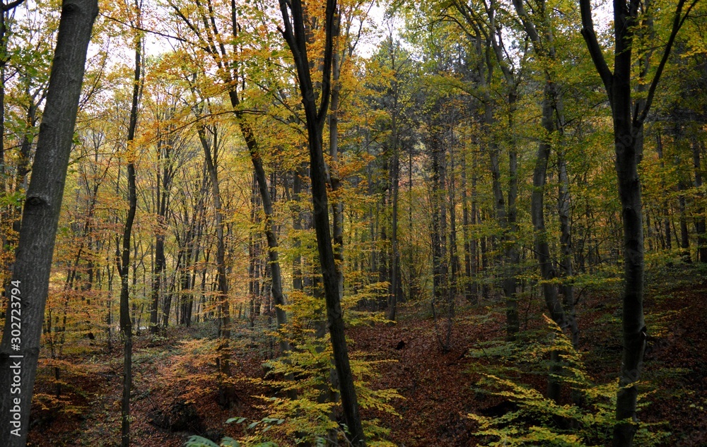 Fototapeta premium forest landscape in autumn colors