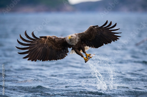 The White-tailed Eagle, Haliaeetus albicilla just has caught a fish from water, colorful environment of wildness. Also known as the Ern, Erne, Gray Eagle, Eurasian Sea Eagle. Nice summer background... photo