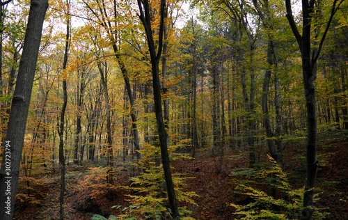 Fototapeta Naklejka Na Ścianę i Meble -  forest landscape in autumn colors