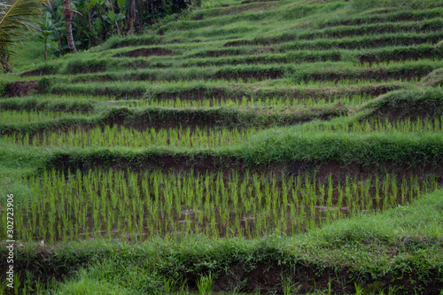 Rice Farming