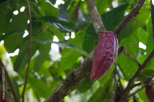 Cacao