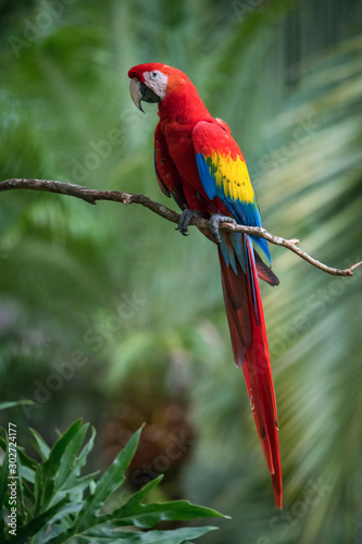 Ara Macao, Scarlet macaw The parrot is perched on the branch in nice natural environment of Costa Rica..