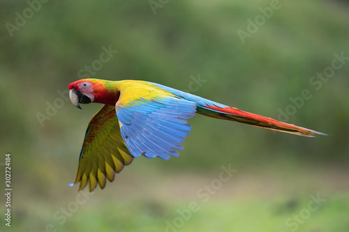 Ara Macao, Scarlet macaw The hybrit parrot is flying in nice natural environment of Costa Rica..