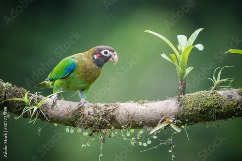 Pionopsitta haematotis, Brown-hooded parrot The bird is perched on the branch in nice wildlife natural environment of Costa Rica.. photo