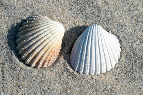 Shells of the prickly cockle (Acanthocardia echinata) and the common cockle (Cerastoderma edule) lying in the sand. photo