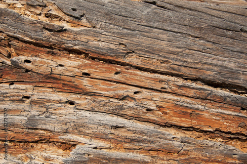 Wooden texture. vintage weathered wood background for design, eaten by worms