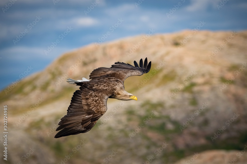 The White-tailed Eagle, Haliaeetus albicilla just has caught a fish from water, colorful environment of wildness. Also known as the Ern, Erne, Gray Eagle, Eurasian Sea Eagle. Nice summer background. The White-tailed Eagle, Haliaeetus albicilla just has caught a fish from water, colorful environment of wildness. Also known as the Ern, Erne, Gray Eagle, Eurasian Sea Eagle. Nice summer background.