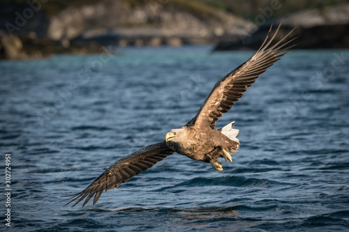 The White-tailed Eagle, Haliaeetus albicilla just has caught a fish from water, colorful environment of wildness. Also known as the Ern, Erne, Gray Eagle, Eurasian Sea Eagle. Nice summer background.