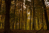 Herbst, Wald, Naherholung, Natur im Wandel