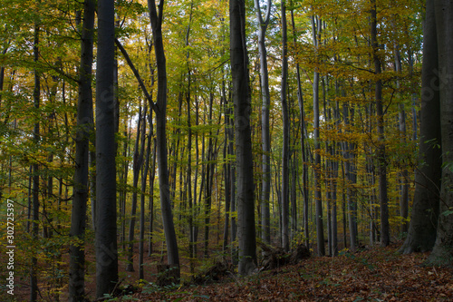 Herbst, Wald, Naherholung, Natur im Wandel