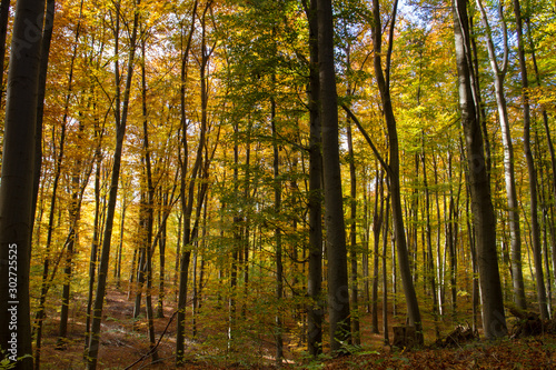 Herbst  Wald  Naherholung  Natur im Wandel