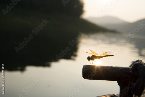 Amazing Flame Skimmer Orange Dragonfly Macro Photography. Beautiful Golden wing skimmer or darter or meadowhawks of the Libellulidae family. photo