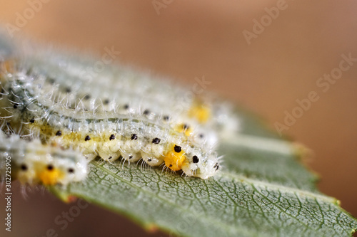 A group of larvae on leaf. Caterpillars. Together in one leaf. Macro photo