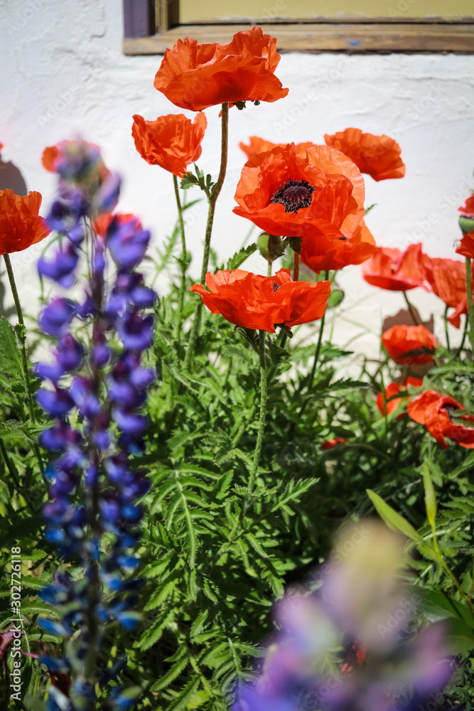 Obraz premium Poppies