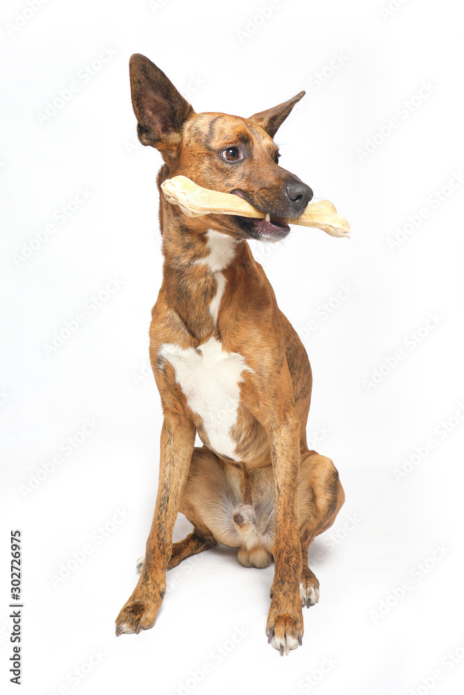 dog with bone in mouth